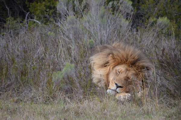 The Lion Sleeps Tonight by Creative Chronicles